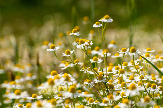 Make your own Chamomile Tea for health and skin benefits