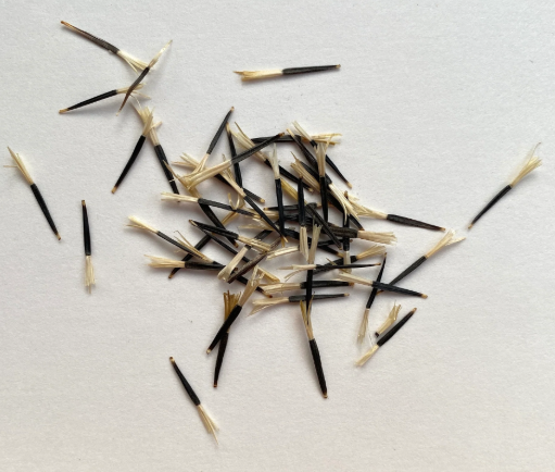 The Homegrown Collective heirloom Marigold Seeds packet for sustainable home gardening.